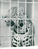 Jaguar in the Frankfurt Zoo - Vintage Photograph