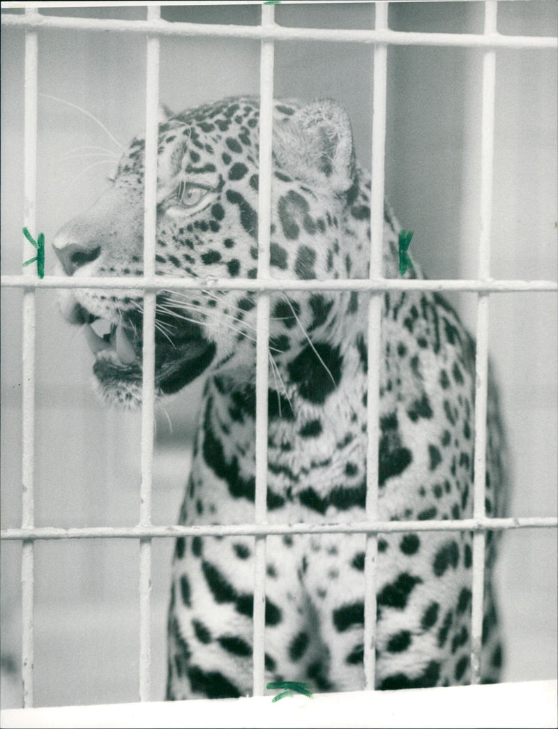 Jaguar in the Frankfurt Zoo - Vintage Photograph