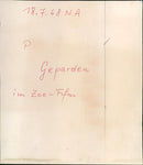 Cheetahs in Frankfurt Zoo (1968) - Vintage Photograph