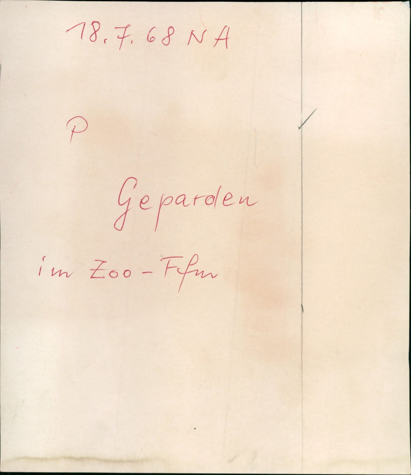 Cheetahs in Frankfurt Zoo (1968) - Vintage Photograph