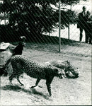Cheetahs in Frankfurt Zoo (1968) - Vintage Photograph