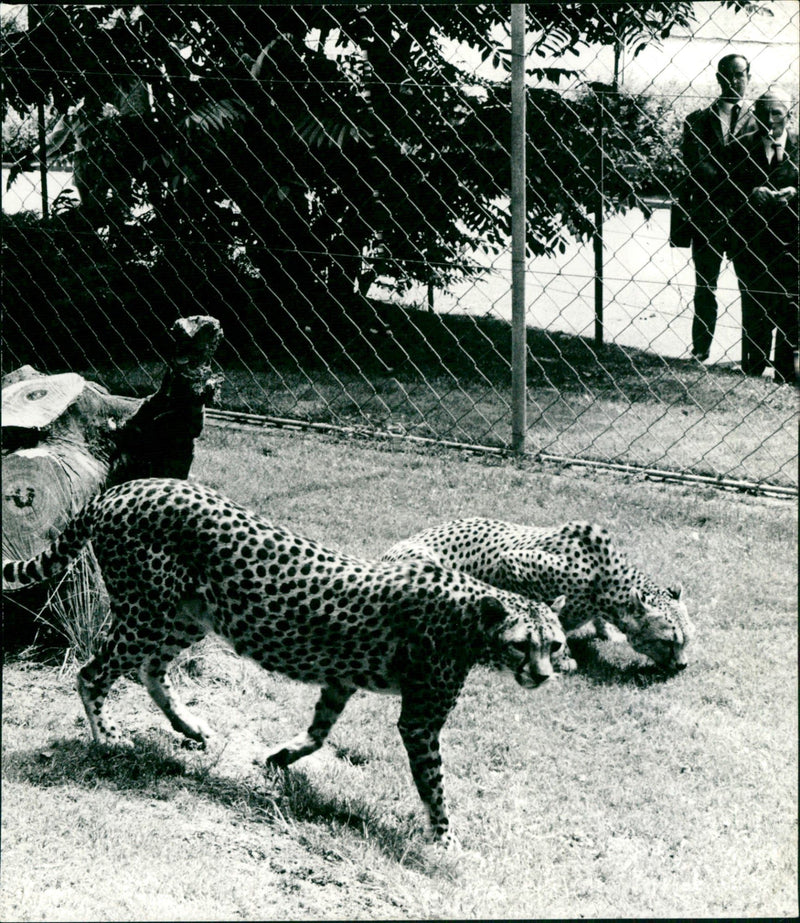 Cheetahs in Frankfurt Zoo (1968) - Vintage Photograph