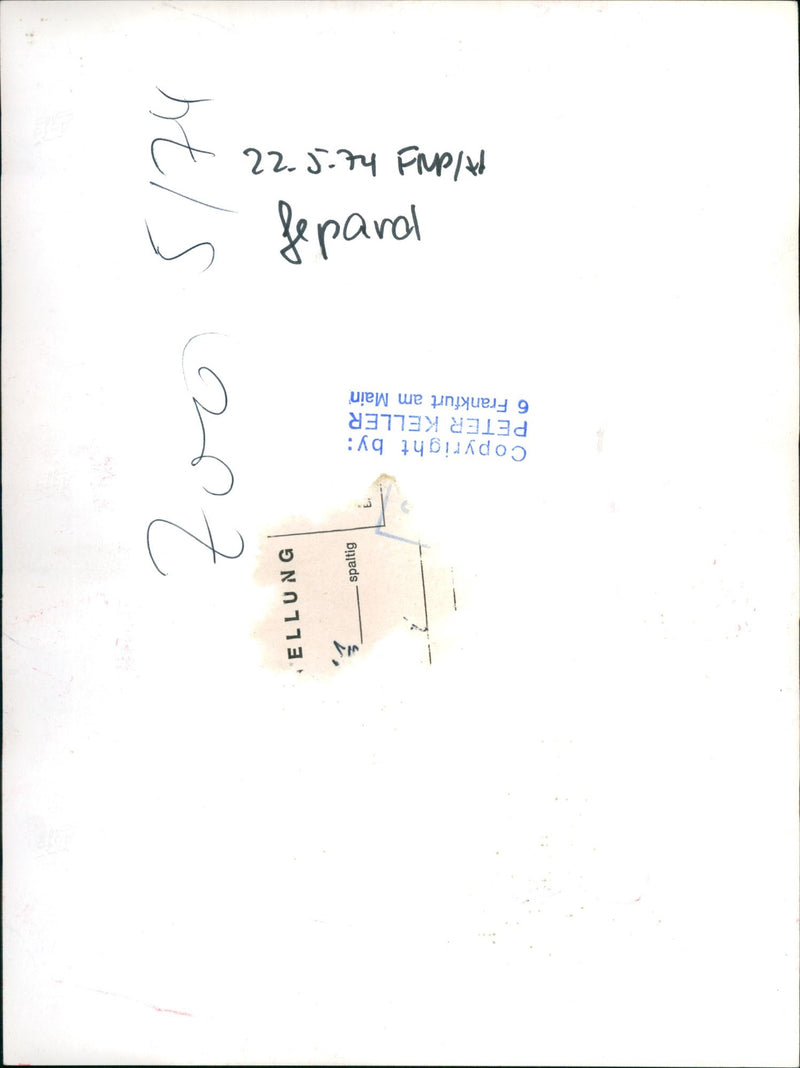 Cheetah in Frankfurt Zoo (1974) - Vintage Photograph