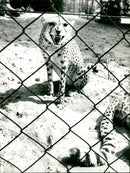 Cheetah in Frankfurt Zoo (1974) - Vintage Photograph