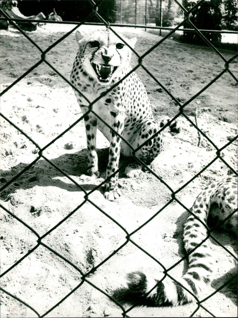 Cheetah in Frankfurt Zoo (1974) - Vintage Photograph