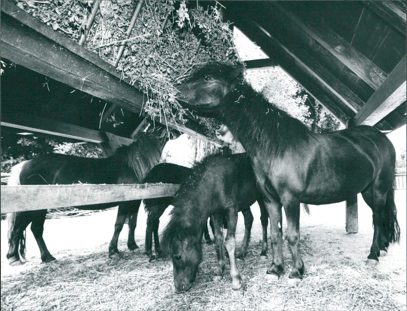 1999 KLEMPLEN ZOO AND ZWEIZER ZWEIER KLEM PLEN ZWEIGER ANDZW - Vintage Photograph