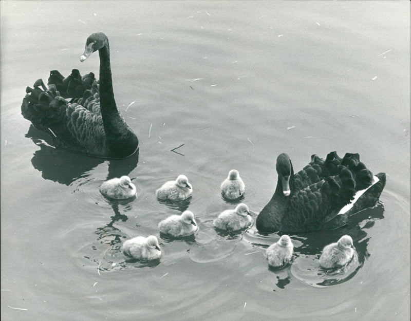 ANIMALS GOOSE TRAUERO CUMPUAR BROAD POND FRANKFURT ZOO - Vintage Photograph