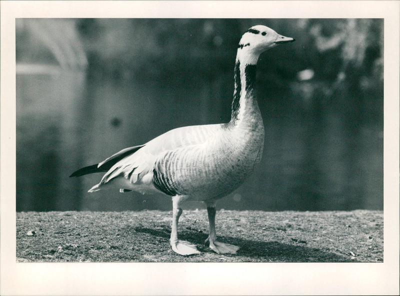 1980 ANIMALS GOOSE FRANKFURT STATTER - Vintage Photograph