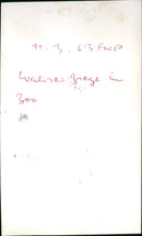 Valais goat in the zoo - Vintage Photograph