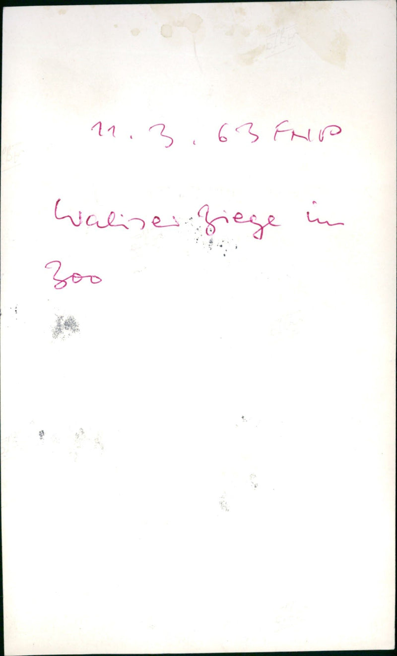 Valais goat in the zoo - Vintage Photograph