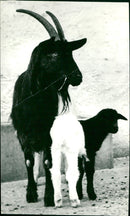 Valais goat in the zoo - Vintage Photograph