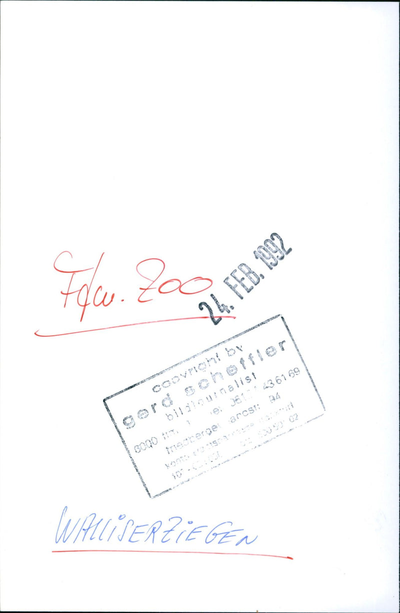 Valais goats - Vintage Photograph