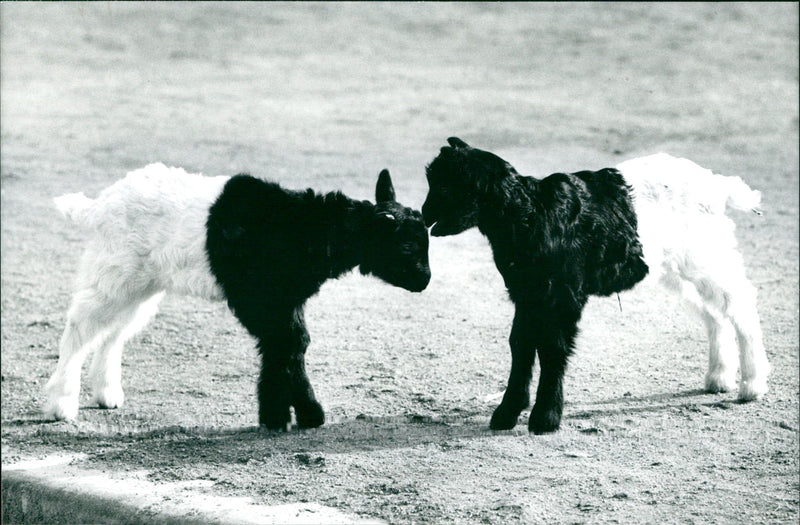 Valais goats - Vintage Photograph