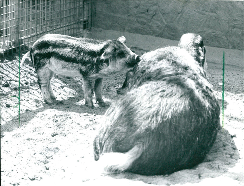 Woolly pigs in the Frankfurt Zoo - Vintage Photograph