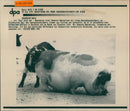 1993 PIGS GOATS HAENGEBUUCHSCHWE COMES VIET AFGHANISTAN - Vintage Photograph