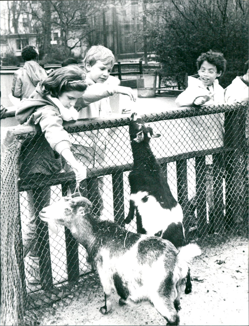 Pygmy goats in the zoo - Vintage Photograph