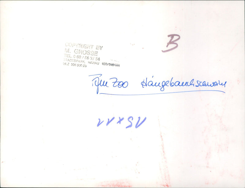 Pot-bellied pigs in the Frankfurt Zoo - Vintage Photograph