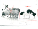 Pot-bellied pigs in the Frankfurt Zoo - Vintage Photograph