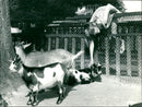 Goats in the Frankfurt Zoo - Vintage Photograph