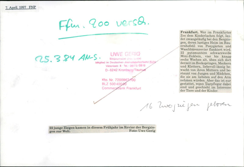 Goat offspring in the Frankfurt Zoo - Vintage Photograph