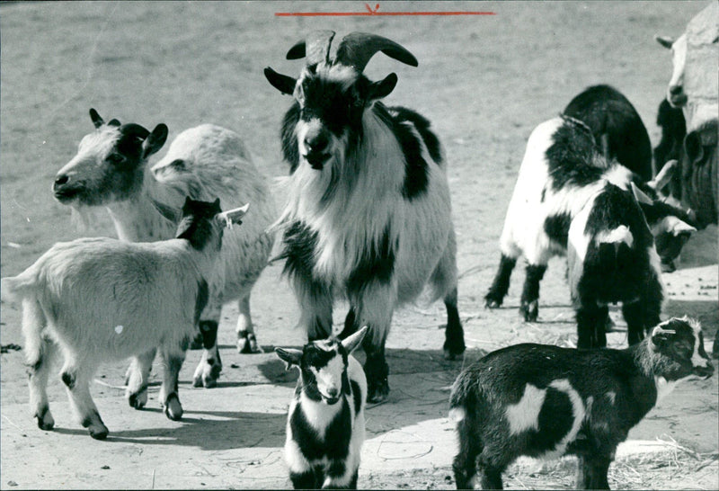 Goat offspring in the Frankfurt Zoo - Vintage Photograph