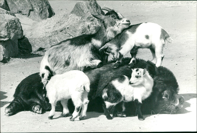 Pot-bellied pig and pygmy goats in the Frankfurt Zoo - Vintage Photograph