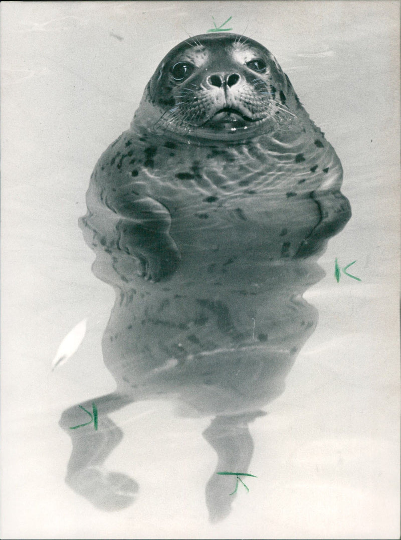 1990 SELLS HAVE DISTANCED THEMSELVES LAND SUCKERS PETER - Vintage Photograph