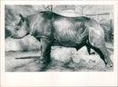 Frankfurt Zoo - Vintage Photograph