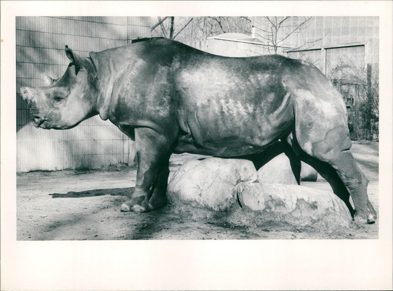 Frankfurt Zoo - Vintage Photograph