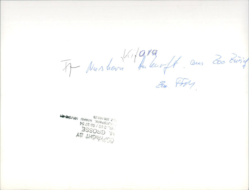 Frankfurt Zoo - Vintage Photograph