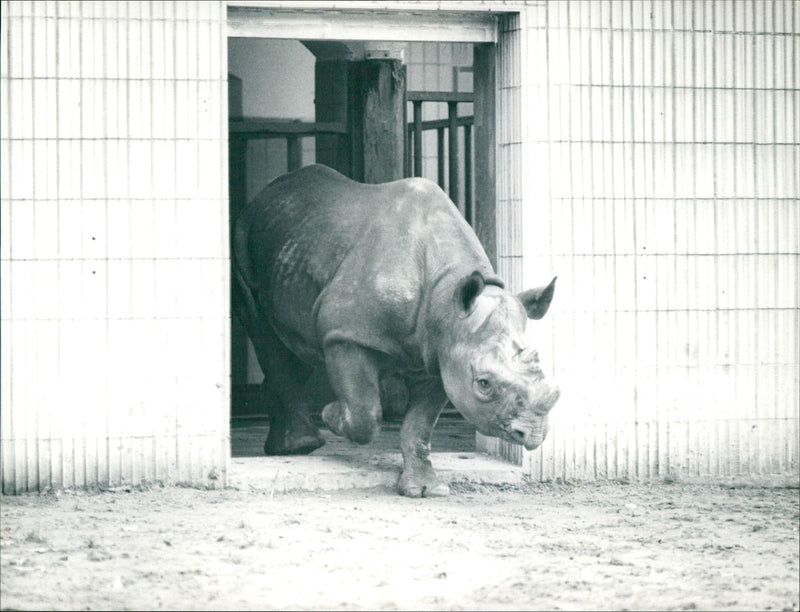 Frankfurt Zoo - Vintage Photograph