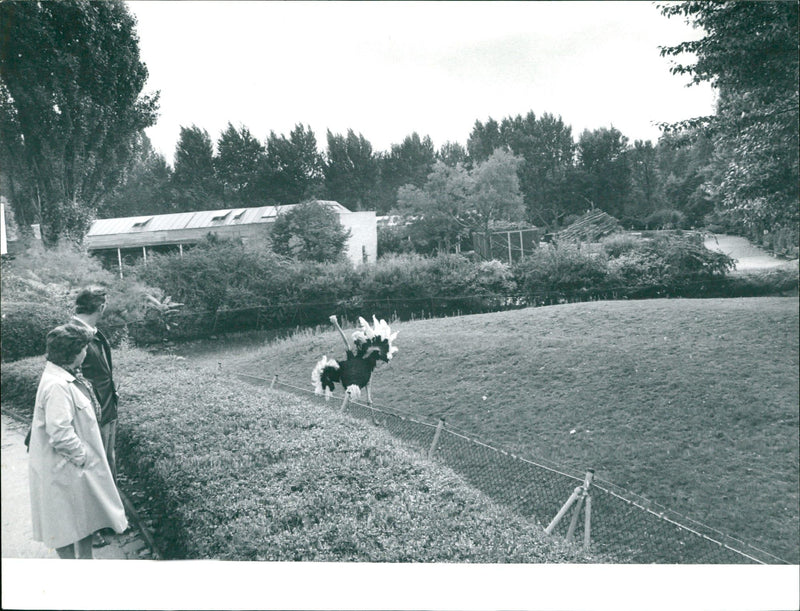 ANIMAL OSTRICH ZOO BIRD SCHN SETEL BAK WIKK - Vintage Photograph