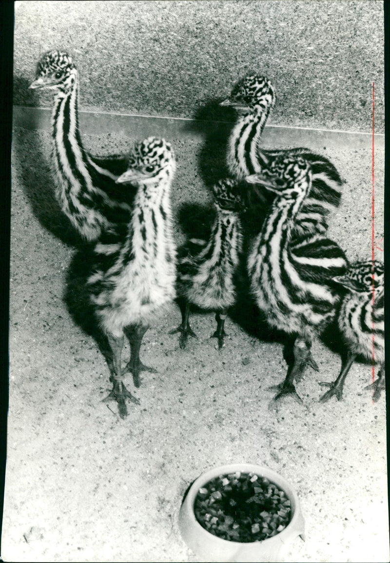 FRANKF STRAUYOUNG SHANSSO ANIMAL STRAU FIVP ZOO YOUNG - Vintage Photograph