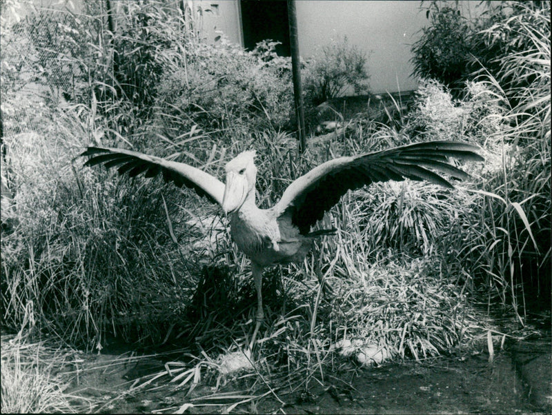 FEM ISE ANIMALS VOGEE SHOE BEAK - Vintage Photograph