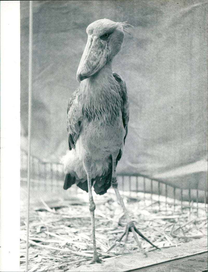 1987 ANIMALS VOGEE BEAK SHOE BEATS AFRICA ARRIVE ZOO VOGEL GERMANY - Vintage Photograph