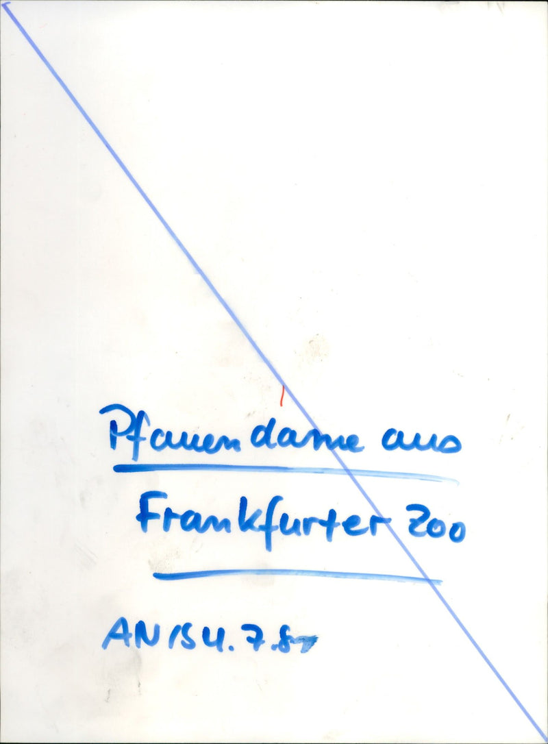 Lady peacock from Frankfurt Zoo - Vintage Photograph