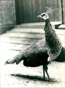 Lady peacock from Frankfurt Zoo - Vintage Photograph