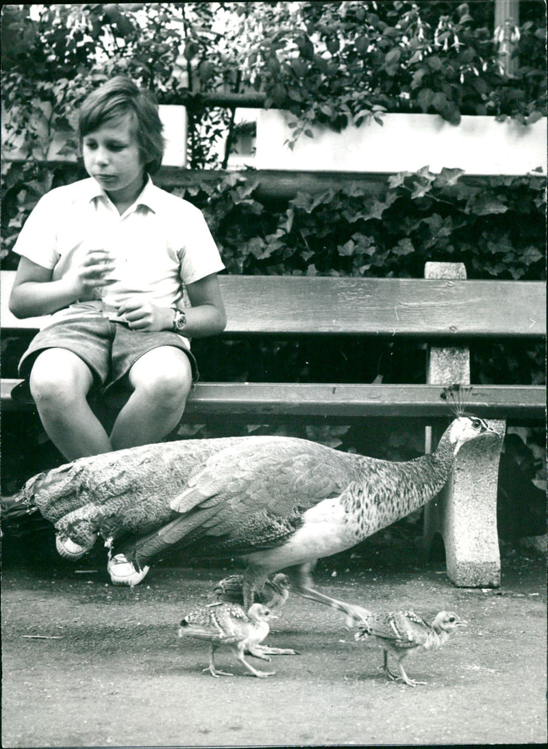 Peahen with peacock chicks - Vintage Photograph