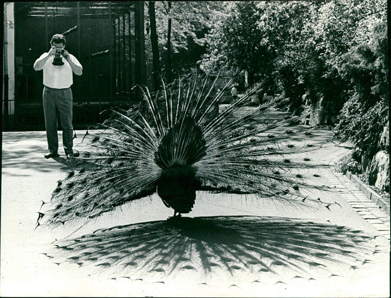 Peacock from Frankfurt Zoo - Vintage Photograph