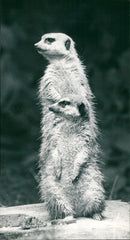 1991 ANIMALS ERDMANNCHEN AND FRIEDBEROER FRANK FURTER - Vintage Photograph