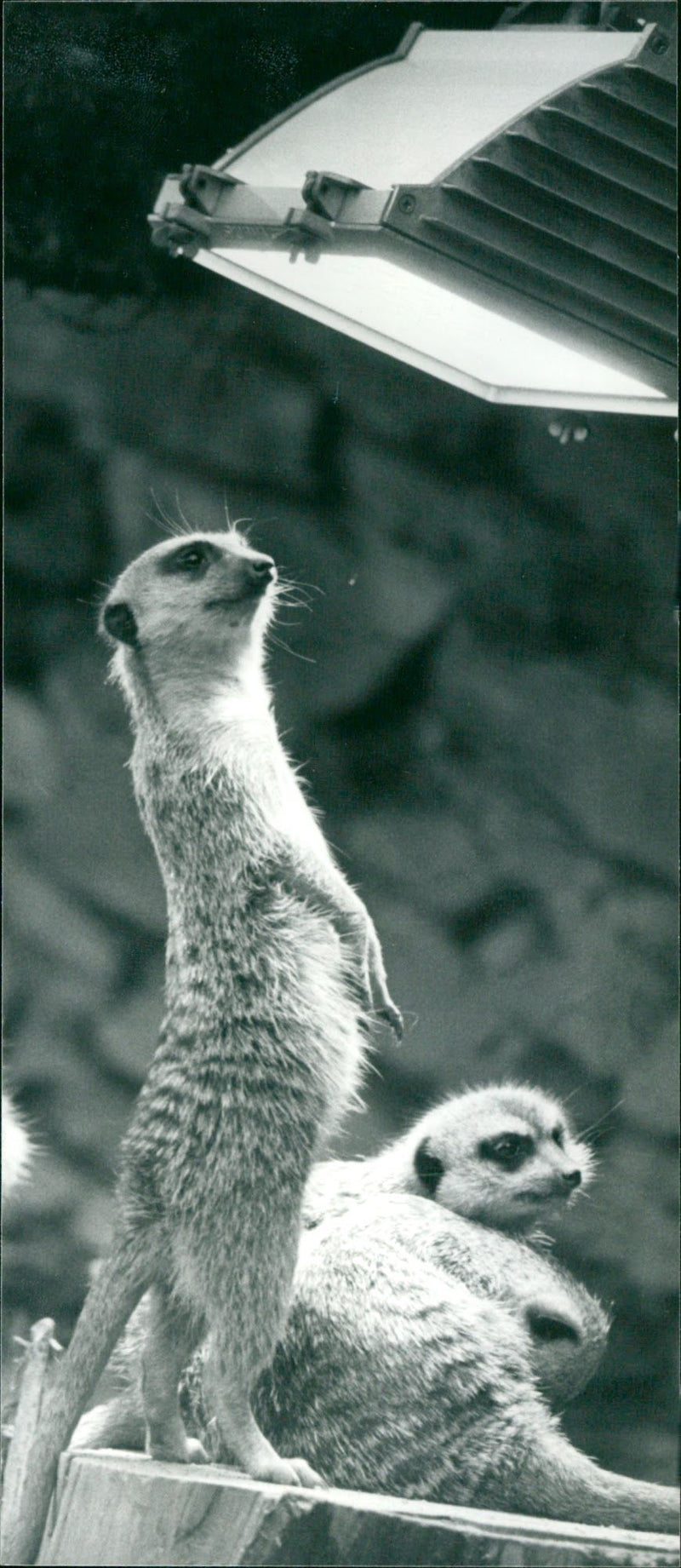 1986 ZOO ANIMALS ERDMANNCHEN PRONOUNCED ERDMANNCHEN TELA PRONOUN - Vintage Photograph