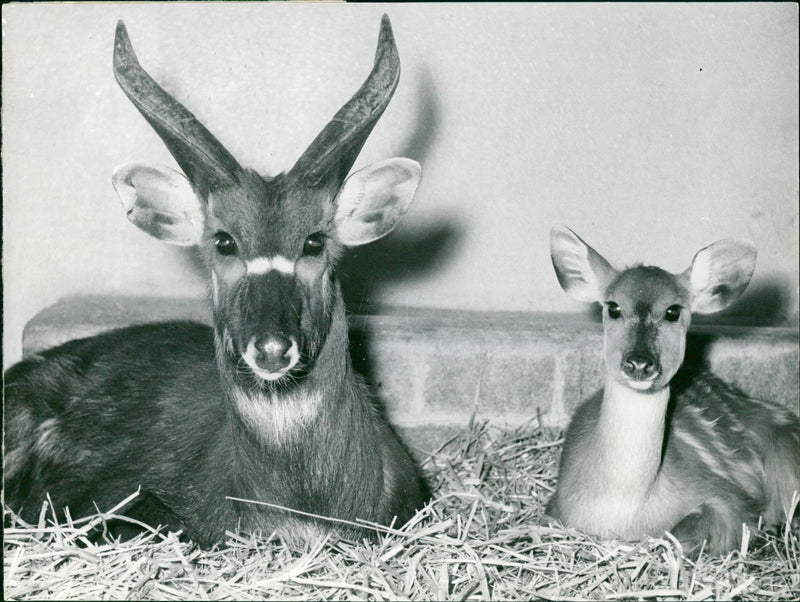 ANIMALS FOSS ONKILOGIN BREGO FFM BONGOS BONGO - Vintage Photograph