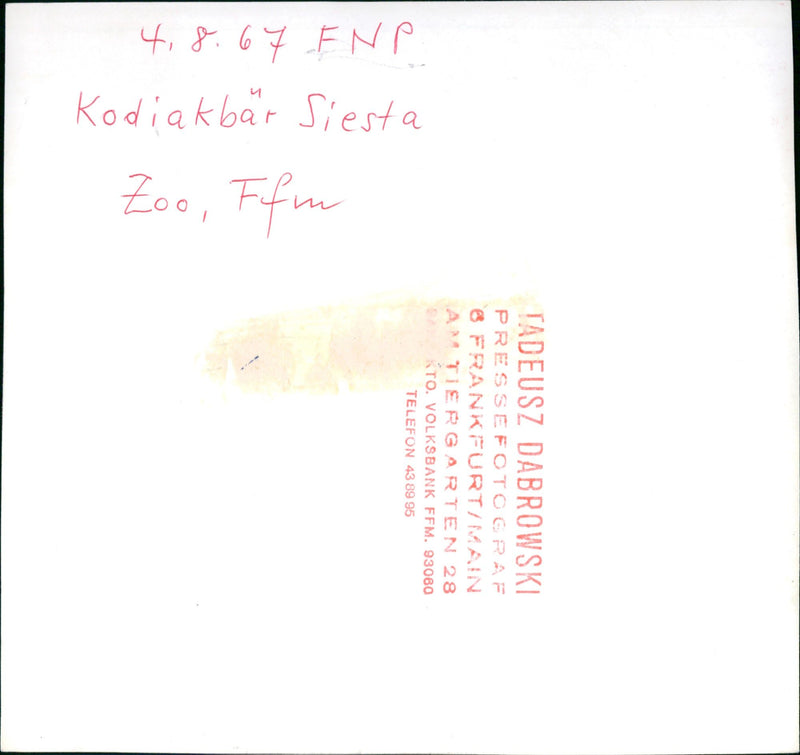 Zoo animals: bear - Vintage Photograph