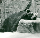 Zoo animals: bear - Vintage Photograph