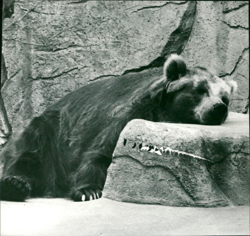 Zoo animals: bear - Vintage Photograph