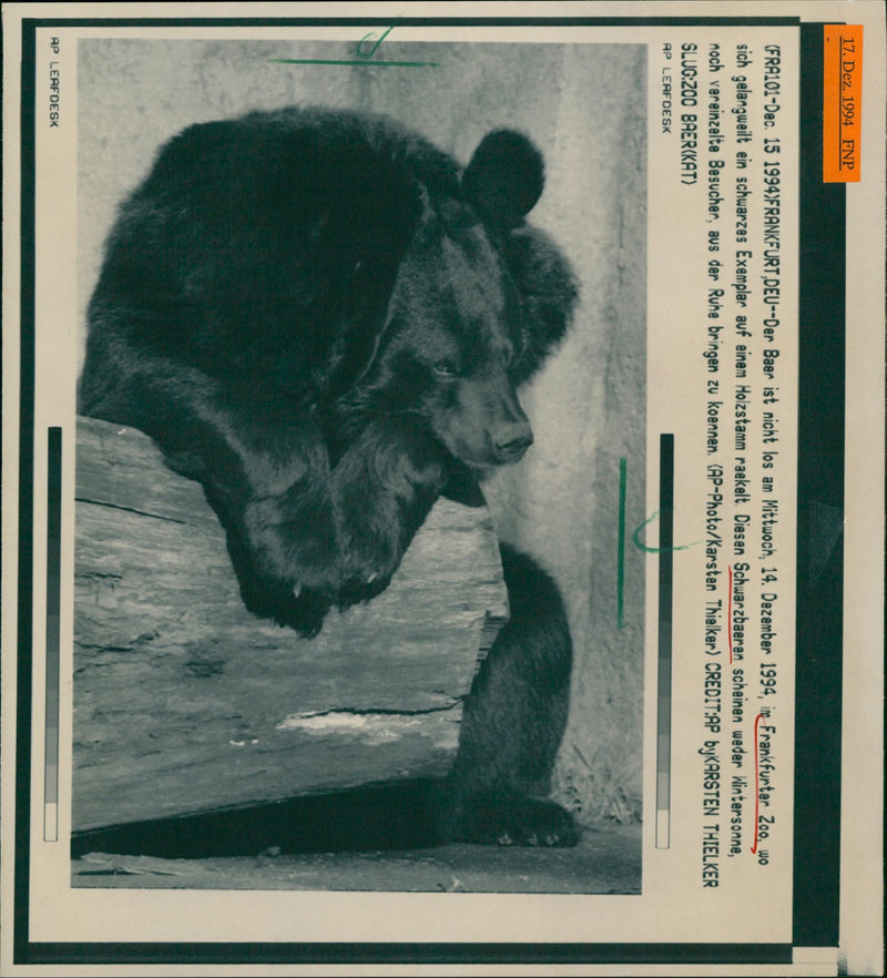 Zoo animals: bear - Vintage Photograph
