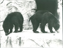 Zoo animals: bears - Vintage Photograph