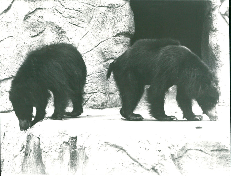 Zoo animals: bears - Vintage Photograph