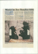 Lippenbären im Zoo - Vintage Photograph