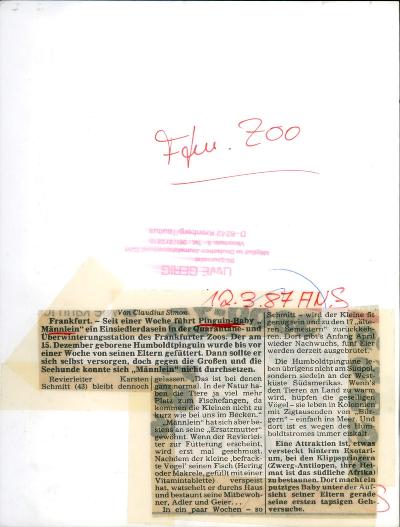 Area manager together with the baby penguin "Männlein" - Vintage Photograph